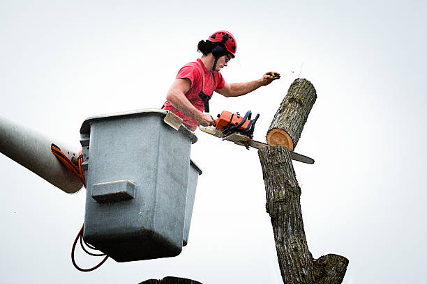 Best Tree Removal  in Wildwood, TN